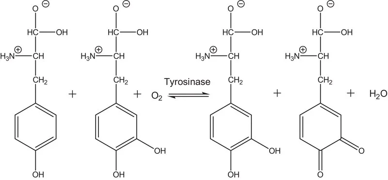Sigma-Aldrich 酪氨酸酶 来源于蘑菇，冻干粉，≥1000单位/mg固体