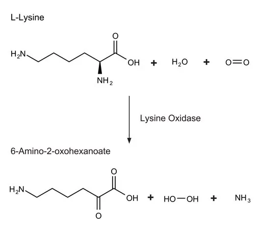 Sigma-Aldrich 赖氨酸氧化酶 来源于绿色木霉,冻干粉,≥20单位/mg蛋白