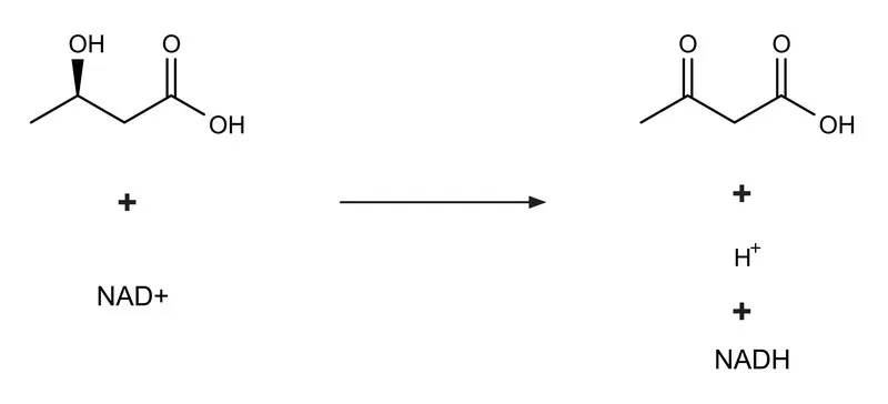 Sigma-Aldrich β-羟丁酸脱氢酶 来源于勒氏假单胞菌,冻干粉,≥200单位/mg蛋白