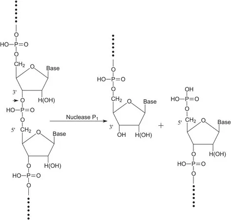 Sigma-Aldrich 核酸酶P1 来源于桔青霉菌,冻干粉,≥200单位/mg蛋白(E1%/280,3′-5′-磷酸二酯酶)