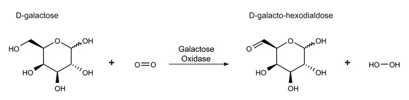 Sigma-Aldrich 半乳糖氧化酶 来源于树状指孢霉，冻干粉，≥3,000单位/g固体
