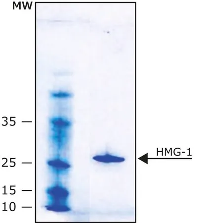 Sigma-Aldrich HMG-1 人，≥90%（SDS-PAGE），冻干粉末，组氨酸标记，人重组体，在大肠杆菌中表达