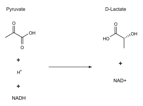 Sigma-Aldrich D -莱氏乳杆菌乳酸脱氢酶,冻干粉,150-500单位/mg蛋白质