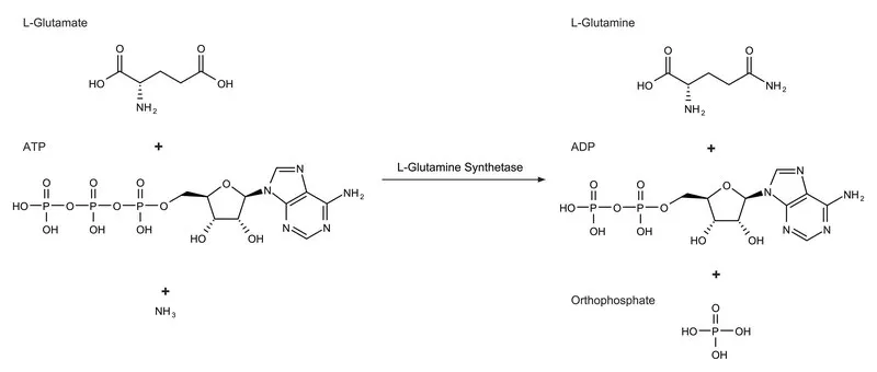Sigma-Aldrich L-谷氨酰胺合成酶 来源于大肠杆菌，冻干粉，400- 2,000单位/mg蛋白质