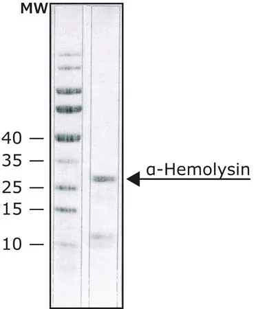 Sigma-Aldrich α-溶血素 来源于金黄色葡萄球菌,冻干粉,蛋白质约60%(Lowry法),≥10,000单位/mg蛋白质