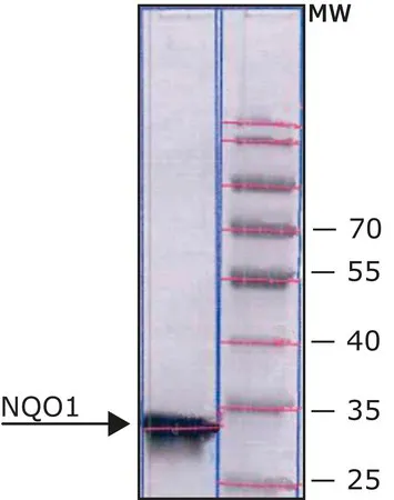 Sigma-Aldrich DT透明质酸酶(NQO1) 人,冻干粉,重组,在大肠杆菌中表达,≥90%(SDS-PAGE)