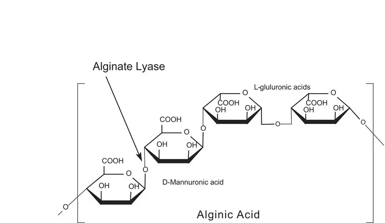 Sigma-Aldrich 藻酸盐裂解酶,粉末,≥10,000单位/g固体