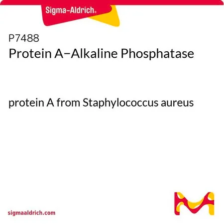 Sigma-Aldrich Protein A−Alkaline Phosphatase,金黄色葡萄球菌蛋白A