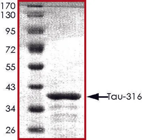 Sigma-Aldrich TAU-316 Protein,重组