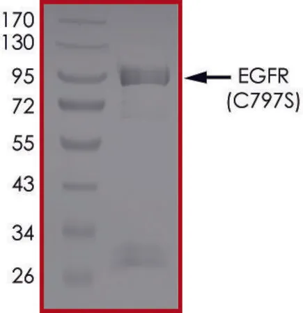 Sigma-Aldrich EGFR (C797S), Active，重组