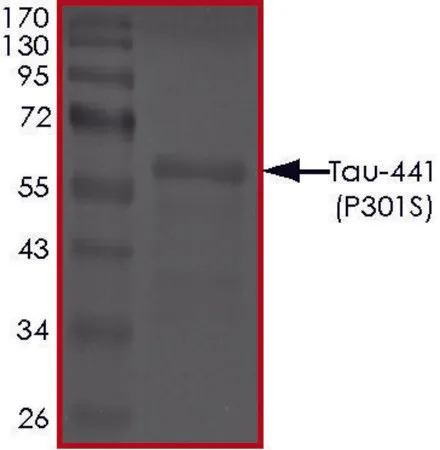 Sigma-Aldrich TAU-441 (P301S) Protein,重组