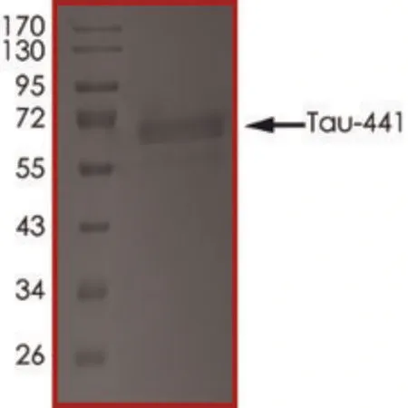 Sigma-Aldrich TAU-441, TTBK1-Phosphorylated,重组