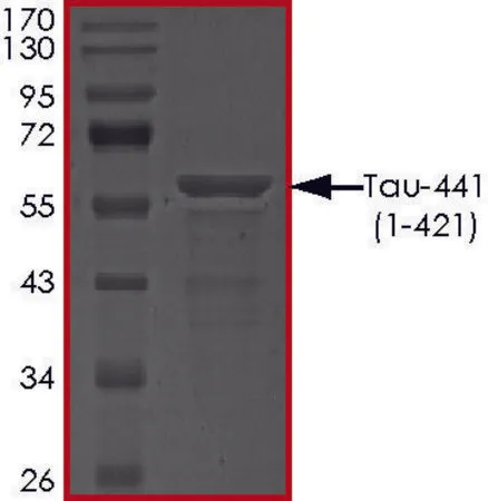 Sigma-Aldrich TAU-441 (1-421) Protein，重组