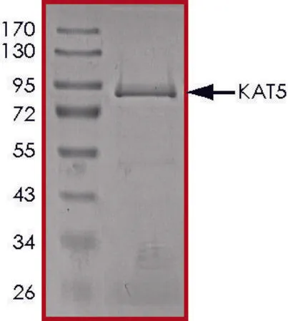 Sigma-Aldrich KAT5 (TIP60), Active，重组
