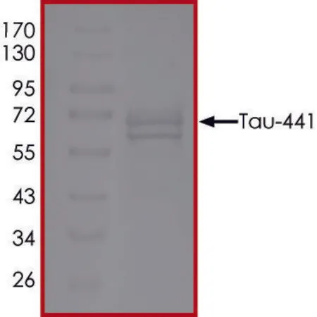 Sigma-Aldrich TAU-441, GSK3BETA-Phosphorylated，重组