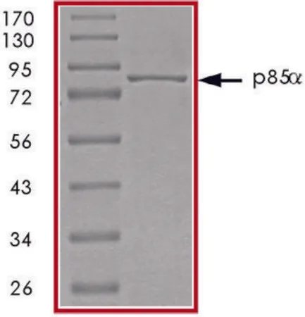 Sigma-Aldrich PI3K (P85 ALPHA) Protein，重组