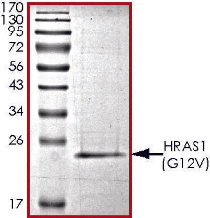 Sigma-Aldrich HRAS1 (G12V) Protein,重组