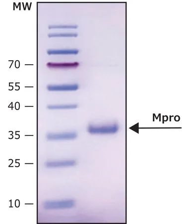 Sigma-Aldrich Mpro, 3CL蛋白酶,来自SARS-COV-2冠状病毒,重组蛋白冻干品