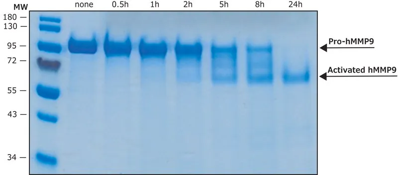 Sigma-Aldrich MMP-9 human,重组,≥1,300 pmol/min/μg,在HEK 293细胞中表达