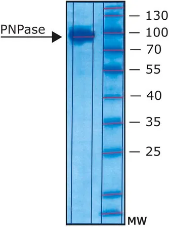 Sigma-Aldrich Polynucleotide phosphorylase from Synechocystis sp.,重组体,在大肠杆菌中表达
