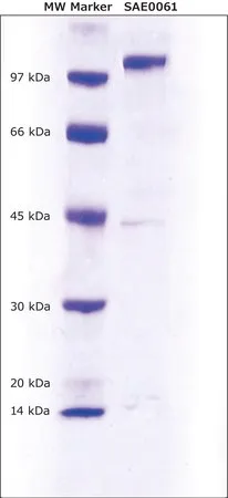 Sigma-Aldrich 肽基精氨酸脱亚氨酶 2 型 (PAD2) 人,重组体,在大肠杆菌中表达