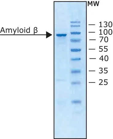 Sigma-Aldrich 淀粉样蛋白前体β,分泌型 人,重组体,在大肠杆菌中表达(N-末端组氨酸标记),溶液