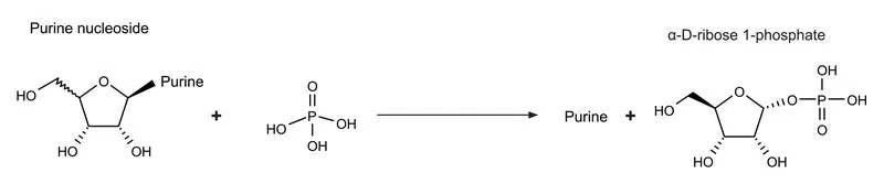 Sigma-Aldrich 核苷磷酸化酶 细菌,重组体,在大肠杆菌中表达,≥10 U/mg蛋白