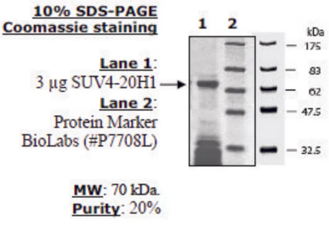 Sigma-Aldrich SUV4-20H1 human,重组体,在大肠杆菌中表达,≥20%(SDS-PAGE)
