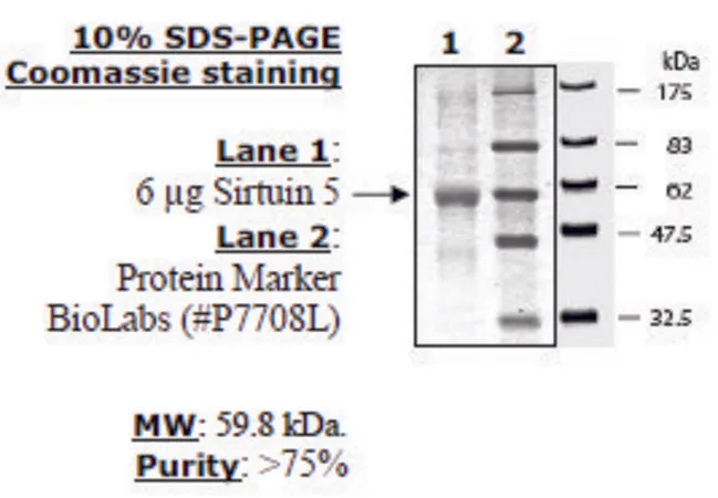 Sigma-Aldrich Sirtuin 5 human,重组体,在大肠杆菌中表达,≥50%(SDS-PAGE)