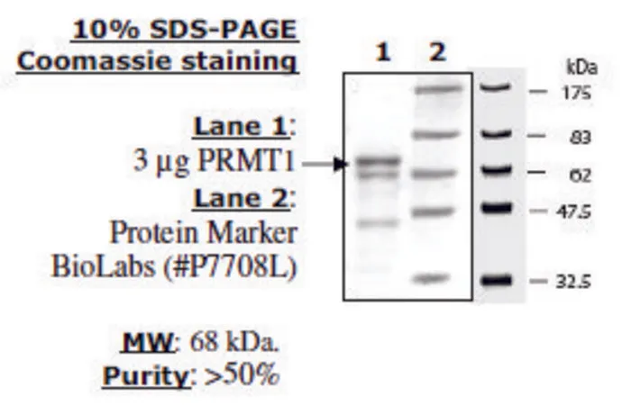 Sigma-Aldrich PRMT1 human,重组体,在大肠杆菌中表达,≥50%(SDS-PAGE)