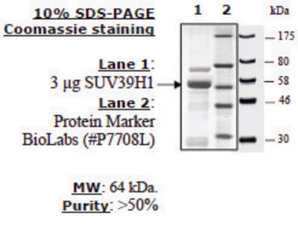 Sigma-Aldrich SUV39H1 human,重组体,在大肠杆菌中表达,≥50%(SDS-PAGE)