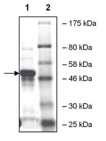 Sigma-Aldrich ATAT1 人,重组体,在大肠杆菌中表达,≥55%(SDS-PAGE)