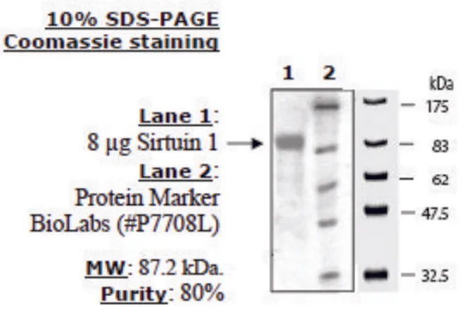 Sigma-Aldrich Sirtuin 1 human,重组体,在大肠杆菌中表达,≥60%(SDS-PAGE)