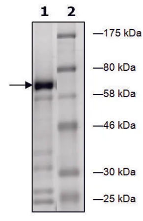 Sigma-Aldrich EHMT1 human，重组体，在大肠杆菌中表达，≥63%（SDS-PAGE）