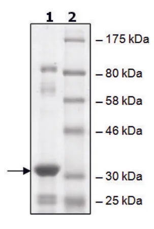 Sigma-Aldrich BirA,重组体,在大肠杆菌中表达,≥65%(SDS-PAGE)