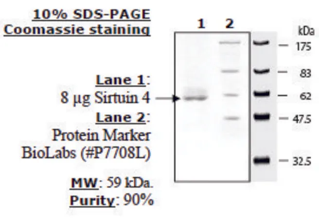 Sigma-Aldrich Sirtuin 4 human,重组体,在大肠杆菌中表达,≥70%(SDS-PAGE)