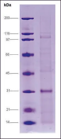 Sigma-Aldrich Androgen receptor (650-920), human,重组体,在大肠杆菌中表达,≥70%(SDS-PAGE)