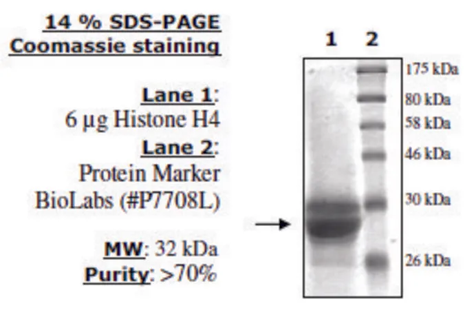 Sigma-Aldrich Histone H4 (2-58) human,重组体,在大肠杆菌中表达,≥70%(SDS-PAGE)