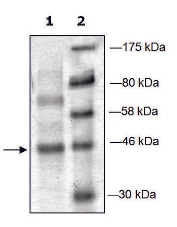 Sigma-Aldrich PRMT6 active human,重组体,在大肠杆菌中表达,≥70%(SDS-PAGE)