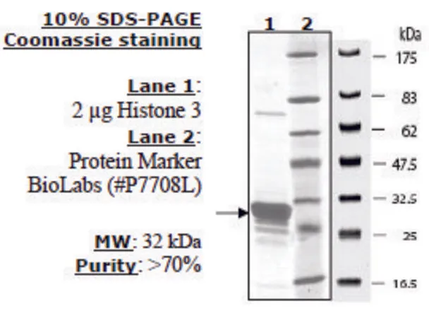 Sigma-Aldrich Histone H3 (2-58) human,重组体,在大肠杆菌中表达,≥70%(SDS-PAGE)