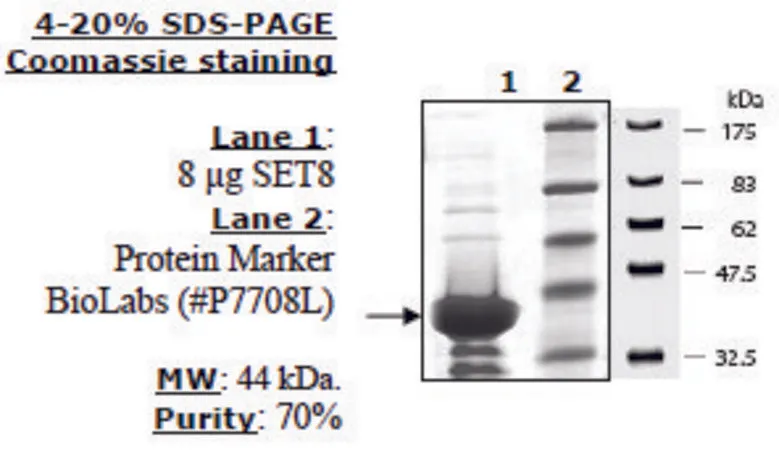 Sigma-Aldrich Set8 Active human,重组体,在大肠杆菌中表达,≥70%(SDS-PAGE)