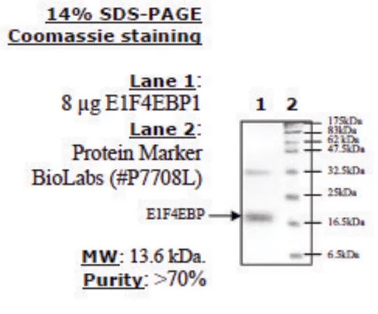 Sigma-Aldrich 4EBP1 Active human,重组体,在大肠杆菌中表达,≥70%(SDS-PAGE)
