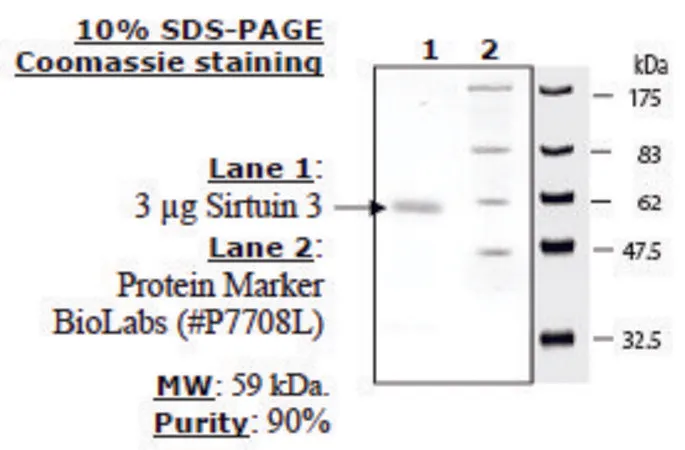 Sigma-Aldrich Sirtuin 3 human,重组体,在大肠杆菌中表达,≥70%(SDS-PAGE)