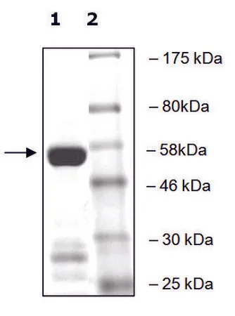 Sigma-Aldrich SETD2 active human,重组体,在大肠杆菌中表达,≥70%(SDS-PAGE)