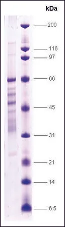 Sigma-Aldrich PPAR， γ 人，重组体，在大肠杆菌中表达，≥70%（SDS-PAGE）