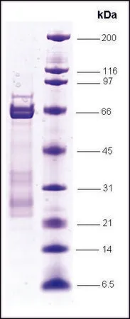 Sigma-Aldrich Sp1 (GC-box binding protein), GST tagged human,重组体,在大肠杆菌中表达,≥70%(SDS-PAGE)