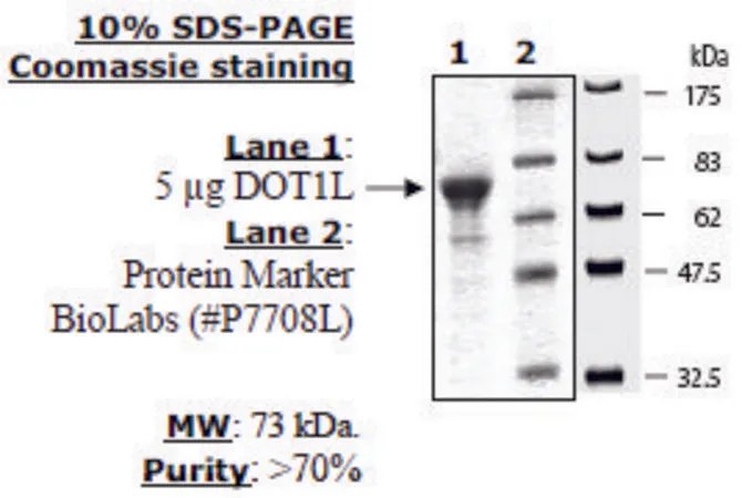 Sigma-Aldrich Dot1L human,重组体,在大肠杆菌中表达,≥70%(SDS-PAGE)