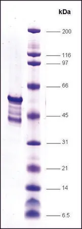 Sigma-Aldrich p52 human,重组体,在大肠杆菌中表达,≥70%(SDS-PAGE)