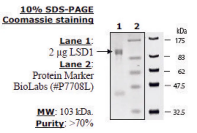 Sigma-Aldrich LSD1 Active human,重组体,在大肠杆菌中表达,≥70%(SDS-PAGE)