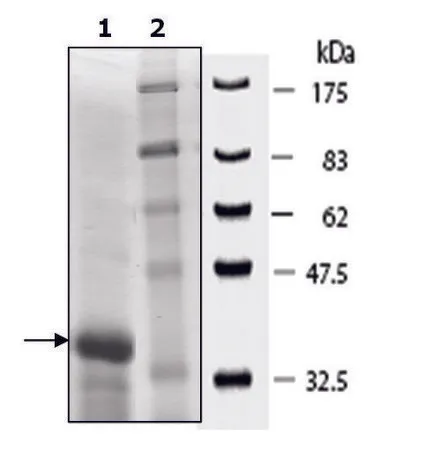 Sigma-Aldrich MECP2 human,重组体,在大肠杆菌中表达,≥70%(SDS-PAGE)